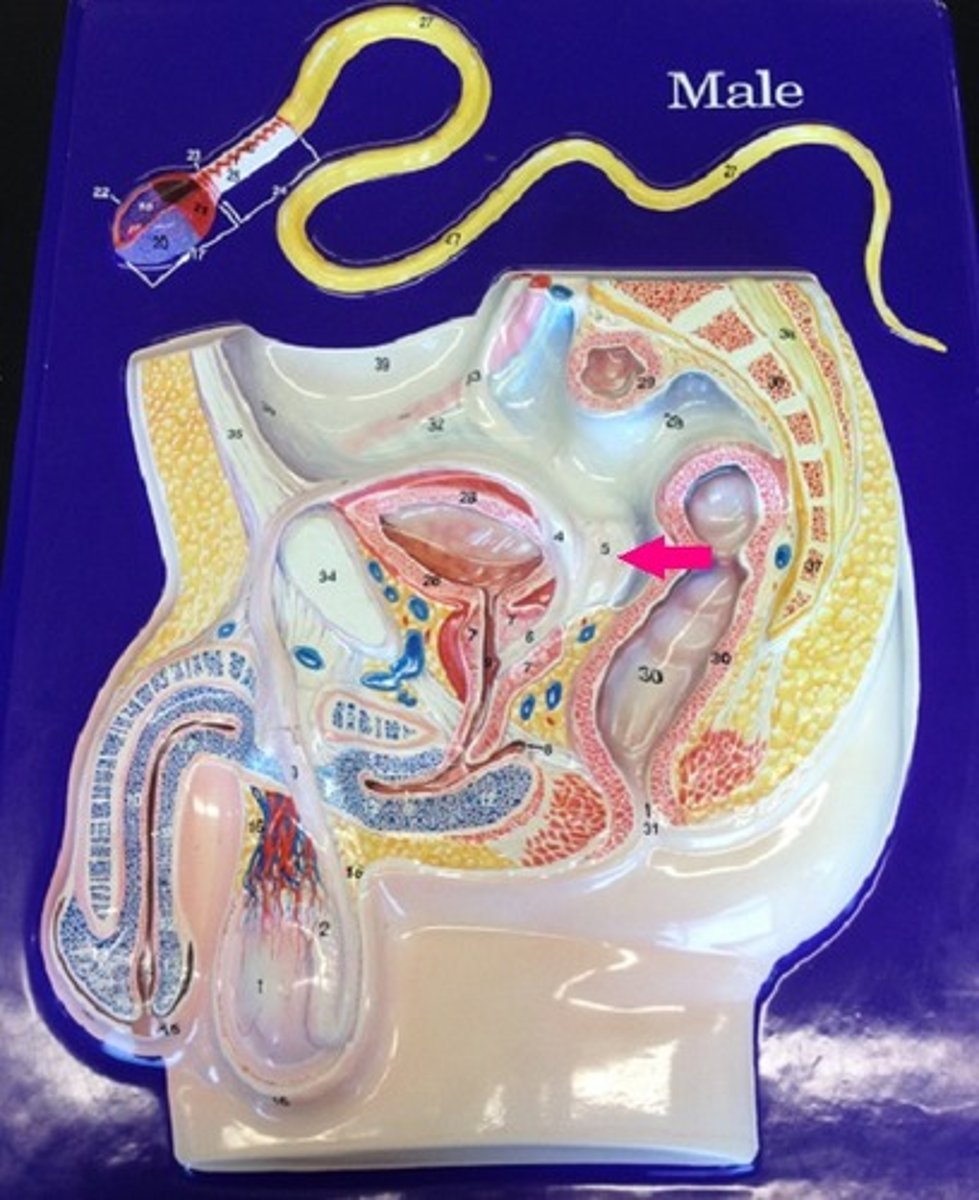 <p>Identify the gland.</p>