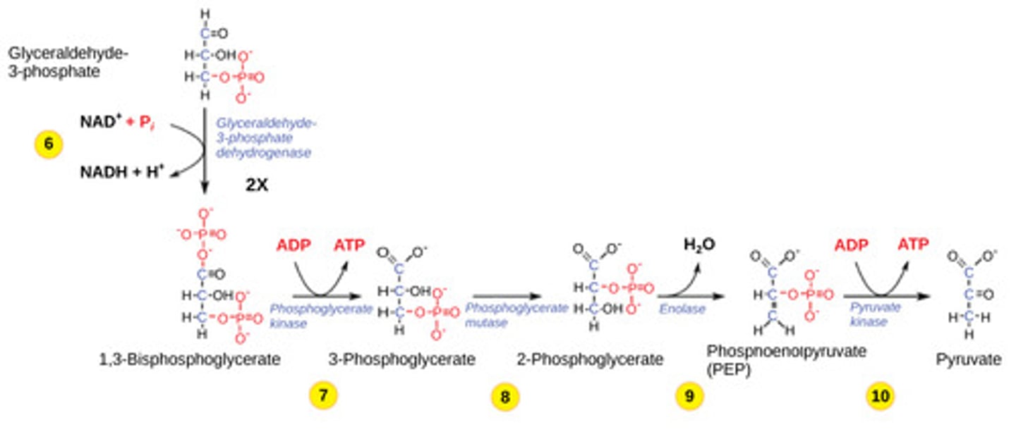<p>substrate level</p><p>phosphorylation</p><p>(Note: direct transfer</p><p>of phosphate to ADP)</p>