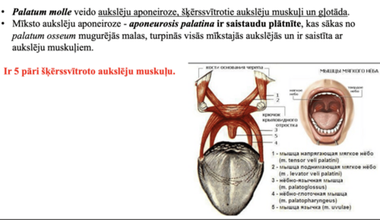 <p>aukslēju aponeiroze, šķērssvītrotie aukslēju muskuļi un gļotāda</p><p>aponaurosis palati-saistaudu plātnīte kas sākas no palatum osseum mugurējās malas, turpinās mīkstajās aukslējās--> saistās ar aukslēju muskuļiem</p>