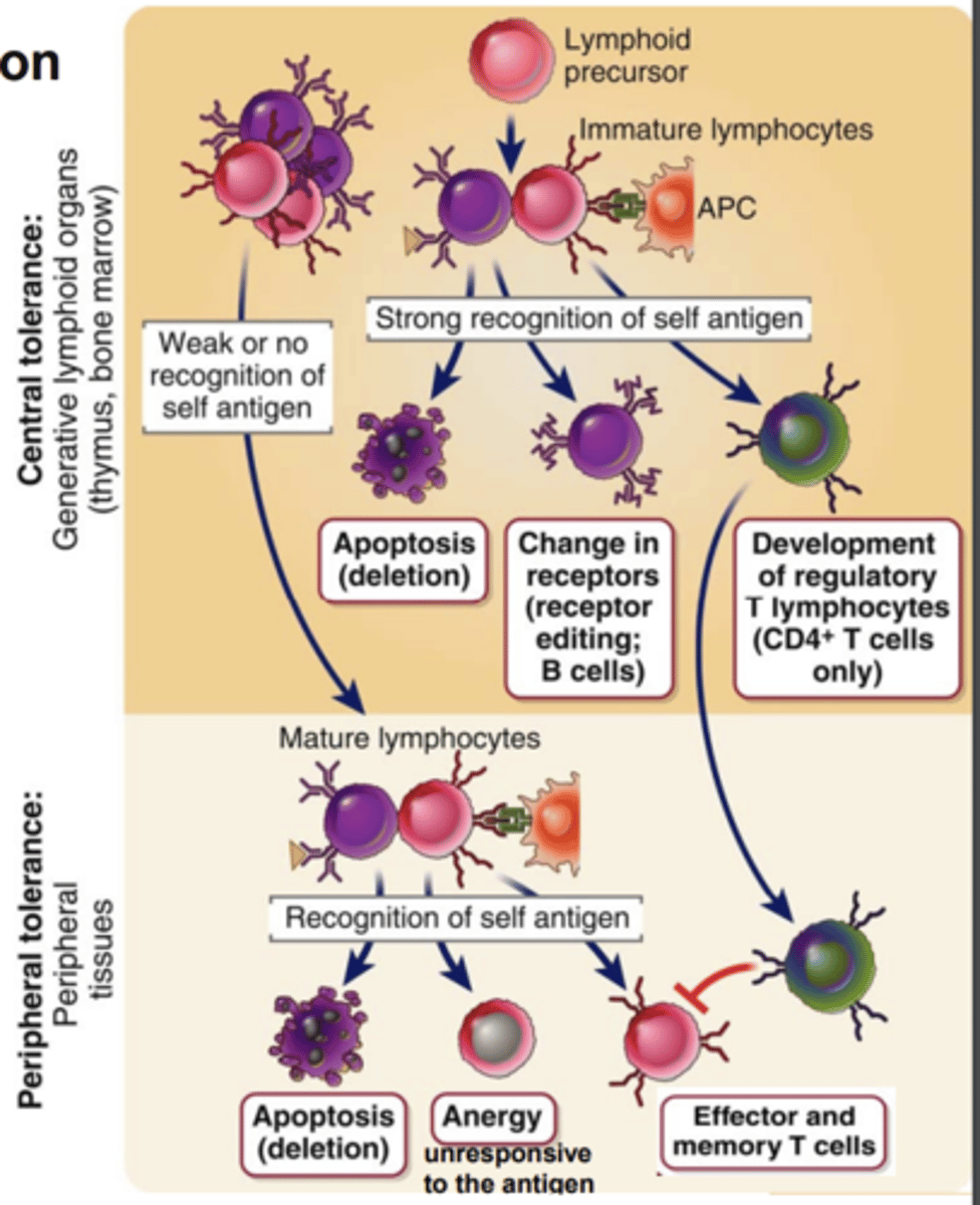<p>- <strong>high affinity for self antigens</strong> <span class="bgB">eliminated by apoptosis</span> (colonel deletion) </p><p>- <span class="bgB">or form </span><strong><span class="bgB">regulatory T cells</span></strong><span class="bgB"> (Tregs)</span> </p>