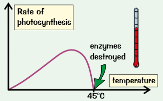 <ul><li><p>Affects PSN rate because affects <strong>enzymes </strong>involved</p></li><li><p><strong>Temp increases</strong> = PSN rate <strong>increases</strong> up to a point</p></li><li><p>Temp <strong>too high </strong>(over <strong>~</strong>45<span>ᵒC) = plant’s </span><strong><span>enzymes denatured</span></strong><span>, so PSN rate rapidly decreases</span></p></li></ul>