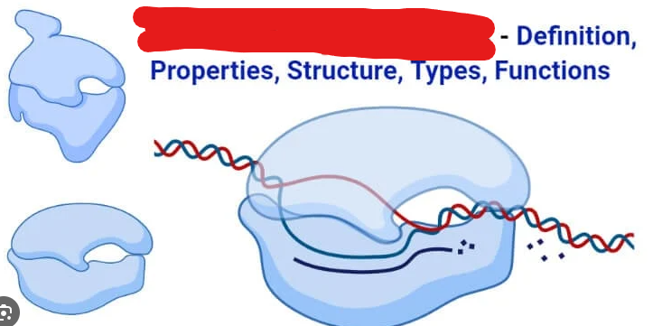 <p>Creates sequence that will become mRNA. Seperates a DNA strand after binding to it. Encodes from 5’ to 3’. Attaches to DNA, splits it, and transcripts it.</p>