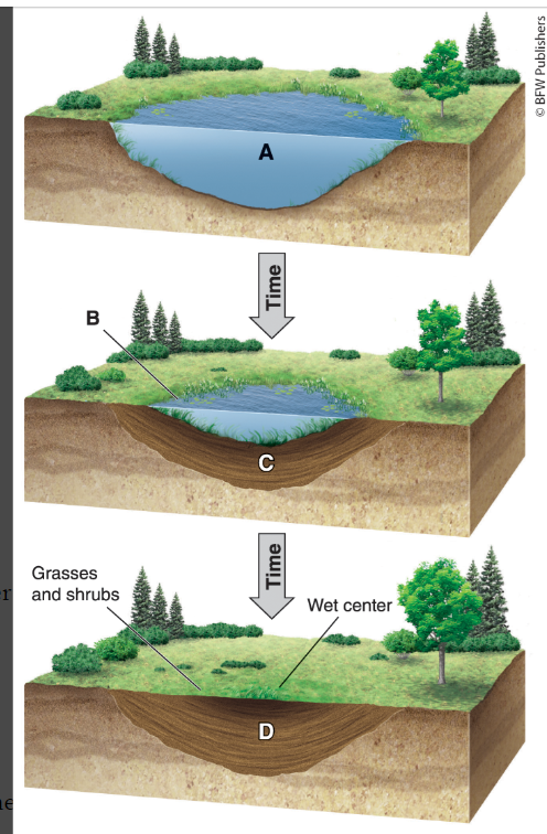 <p><span>8. Which letter in the diagram represents the latest stage of aquatic succession?</span></p>