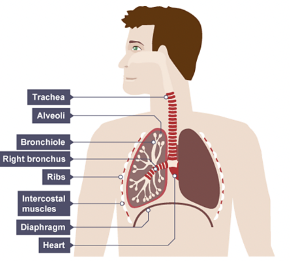 What do alveoli  do 