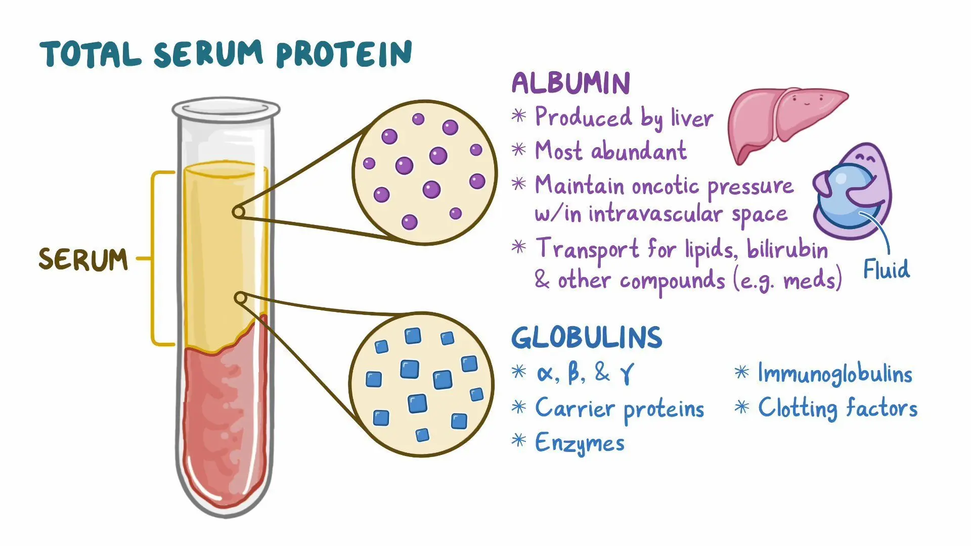 <p>To transport liquids and fat soluble vitamins, some are antibodies.</p>