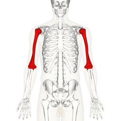 <p><strong>Humerus</strong> bone</p>