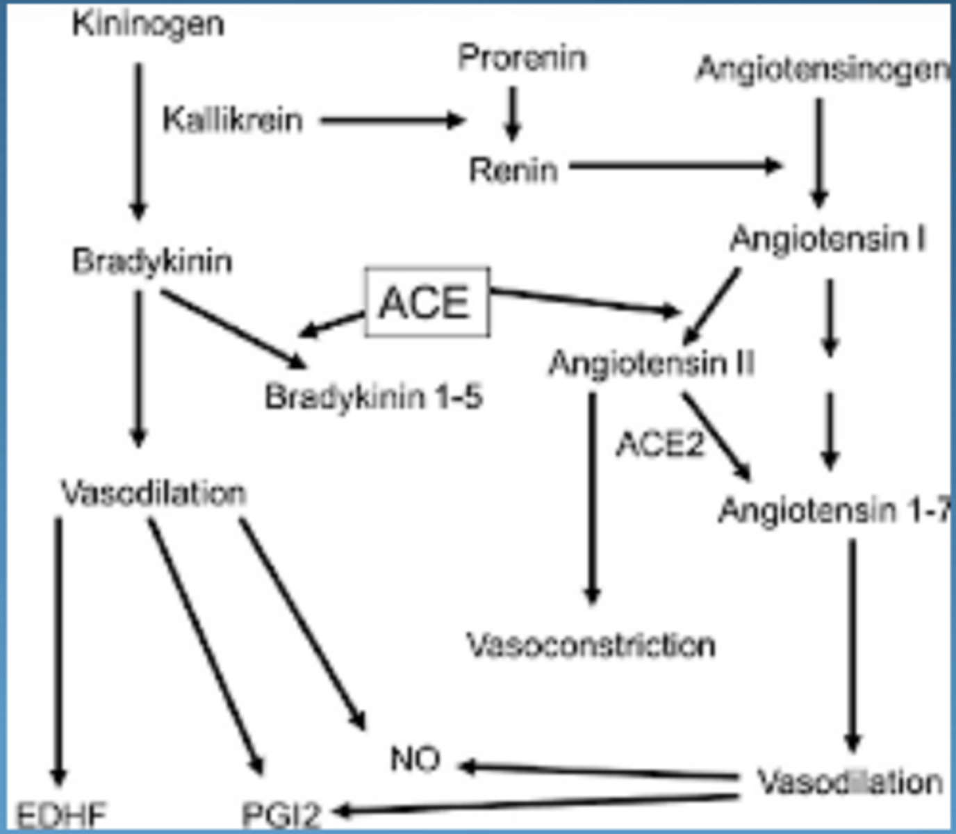 <p>vasodilation</p><p>increase vascular permeability</p><p>promote pain</p><p>*vasodilation = slow down blood flow = when you want things to come out of vessels*</p>