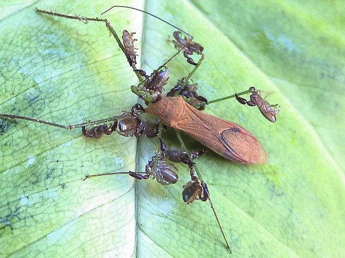 🚚 Relação em que um organismo usa outro apenas como meio de transporte, sem causar dano. Ex.: sementes de carrapicho presas na pelagem de animais.