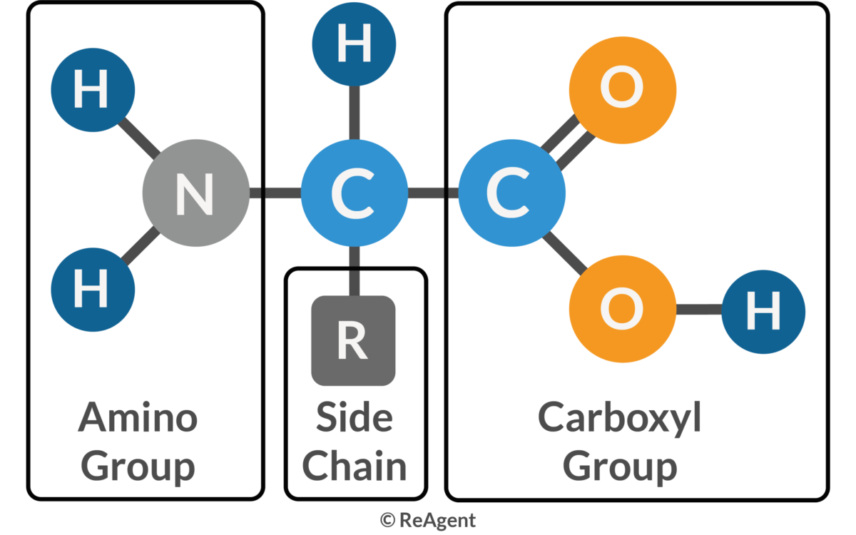 <p>The monomer of a protein. There are 20 different kinds, each with an amino group, a carboxyl group, a hydrogen atom, and a unique R group, all bonded to a central carbon.</p>
