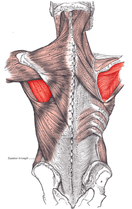 <ul><li><p>greater tubercle of humerus (middle facet)</p></li></ul>