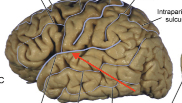 <p>separates frontal and parietal lobes from other lobes “Sylvian fissure”</p>