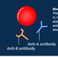 <ul><li><p>No red blood cell antigens on its surface</p></li><li><p>Anti-A and anti-B antibodies in the blood</p><ul><li><p>most common</p></li></ul></li></ul><p></p>