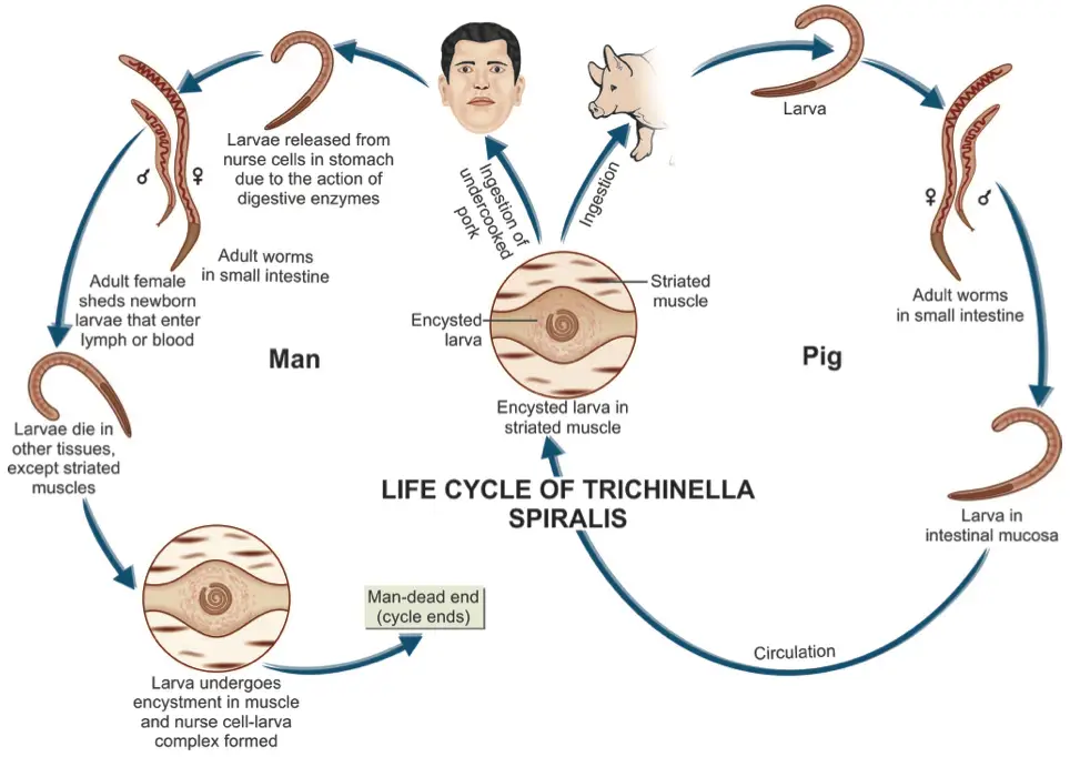 <p>Pigs act as both the final and intermediate host.</p><p>Adult worms inhabit the small intestine where females release L1 (viviparous), which are distributed via blood &amp; lymph vessels &amp; infect striated muscle cells where they form cyst (infectious stage)</p>
