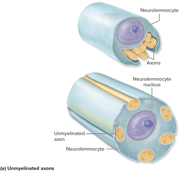 <p>sits in depressed portion of neurolemmocyte</p>