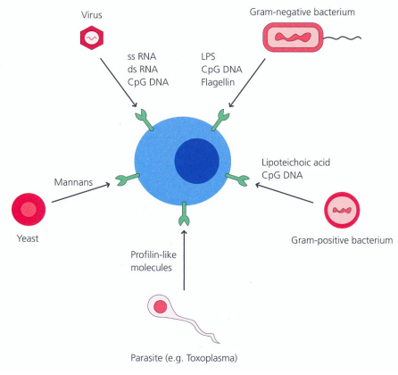 <p>Innate immunity differentiates between “self” and “non-self” by recognising <strong>pathogen associated molecular patterns</strong> (PAMPs), such as <strong>lipopolysaccharide</strong> (Gram-negative bacteria), <strong>lipoteichoic acid</strong> (Gram-positive bacteria), and <strong>mannans</strong> (fungal cell walls).</p>