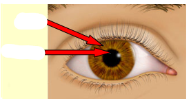 term image