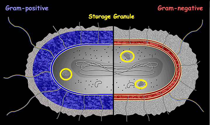 <p>Storage Granules </p>