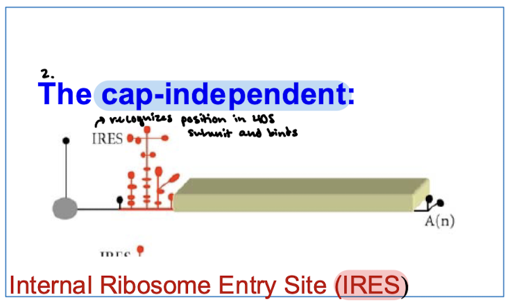 <p>Internal ribosome entry sites (IRESs) on mRNA recognize a position in the 40S subunit and bind. </p>