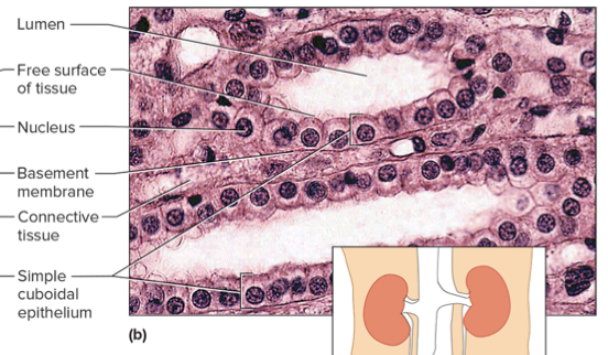 <p>simple cuboidal epithelium consists of a single layer of cube-shaped cells with a spherical nuclei. They line the follicles of the thyroid gland, covers the ovaries, lines most the kidney tubules and ducts. In kidneys, they function int he formation of urine, and in glands, they secrete glandular products. </p>
