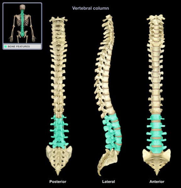 <p>L1-L5, third set of five larger vertebrae, which forms the inward curve of the spine</p>