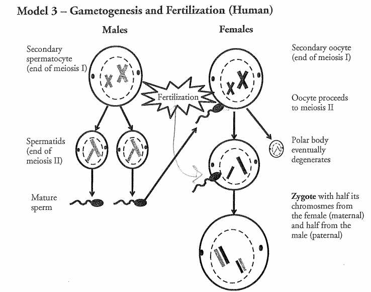 <p>Secondary Spermocyte</p>