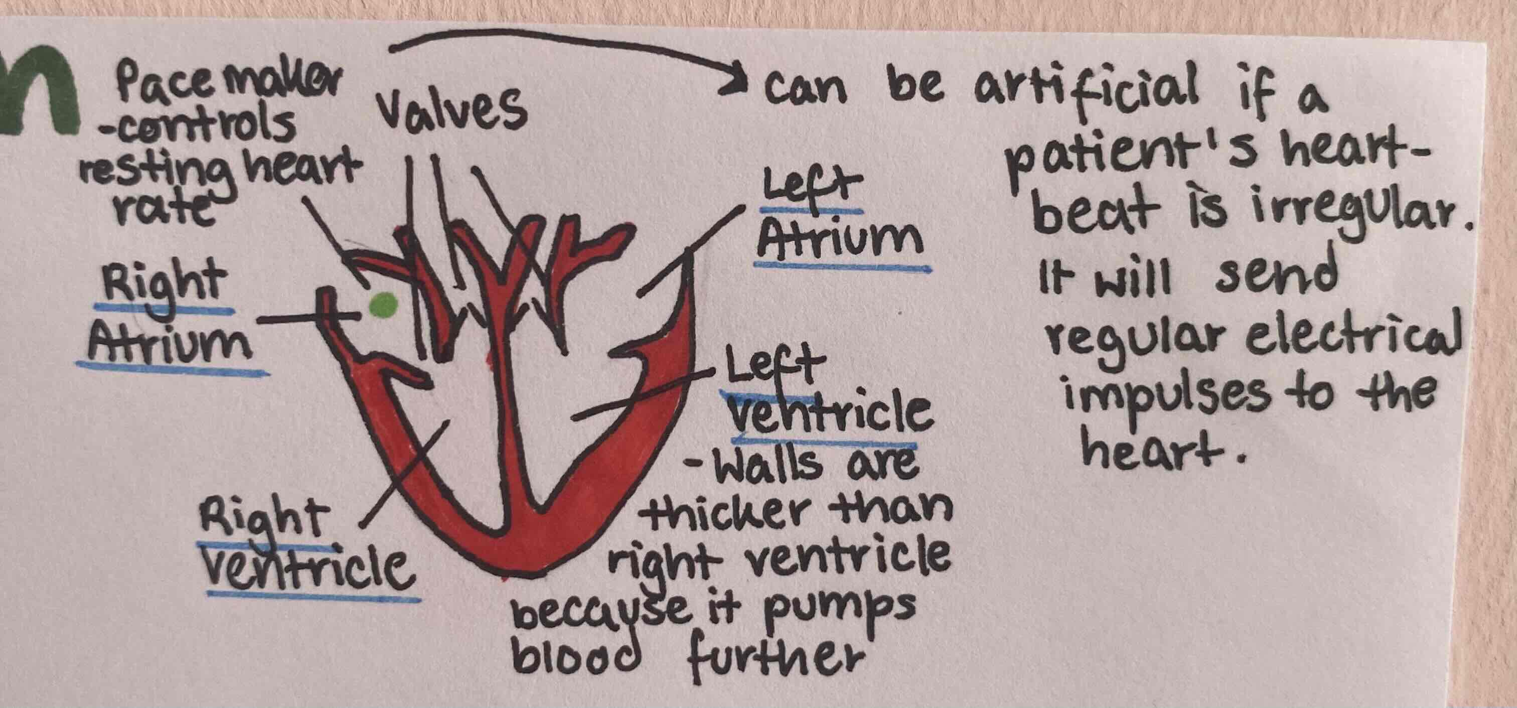 Biology B2 Flashcards Knowt