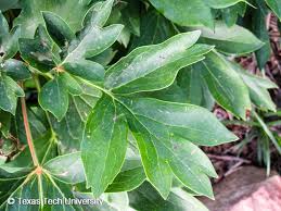 <p><span>Herbaceous perennial with large, divided green leaves and large, fragrant, showy flowers in various colors. Used ornamentally.</span></p>