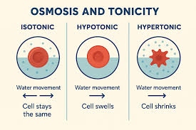 <p>how a solute and osmosis affects a cell volume by describing the concentration in/out of a cell</p><ul><li><p>hypotonic</p></li><li><p>hypertonic</p></li><li><p>isotonic</p></li></ul><p></p>