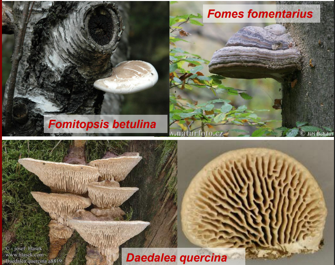 <p>rząd: Polyporales - porzycowe (huby)</p>