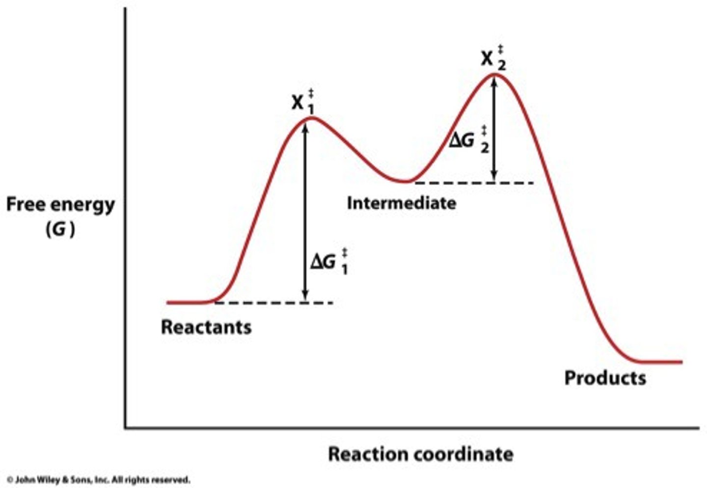 <p>forms in one elementary step and is consumed in another</p>
