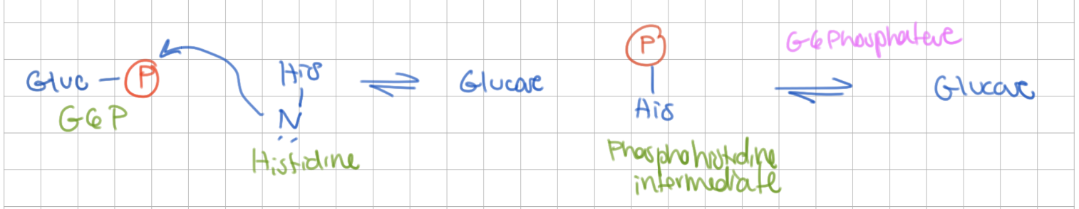 <p>Remove one phosphate</p><p>G6P → Glucose</p><p>Enzyme = Glucose 6 Phosphatase</p><p>-</p><p><span style="background-color: transparent;"><span>(-ΔG)</span></span></p>