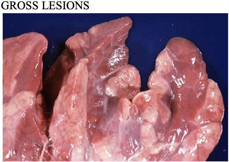 <p>Enzoonotic Pneumonia (Mycoplasmal Pneumonia)</p>