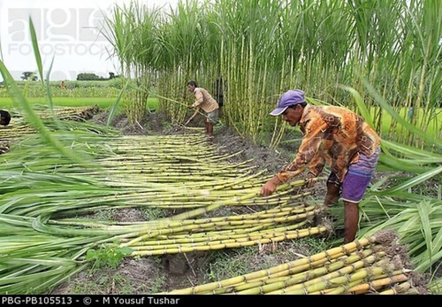 <p>a sugar cane field</p>