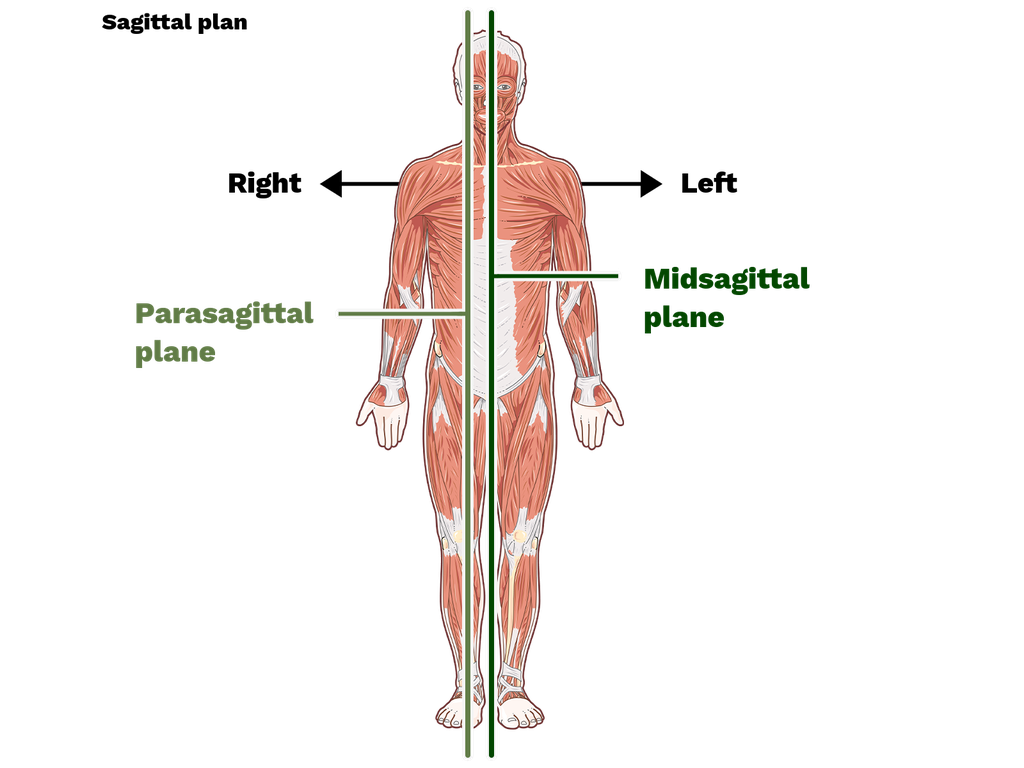 <p>divides the body into equal left and right halves</p>