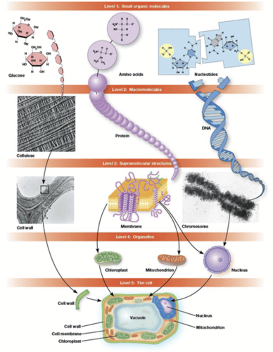 <p>kleine macromoleculen -> iets complexere moleculen -> nog complexere moleculen</p><p>slechts ongeveer 30 kleine precursor moleculen:</p><p>20 AZ, 5 basen, suikers, lipiden ...</p><p>toch bestaat de hele cel uit deze complexe structuren</p><p>Dit systeem garandeert een kwaliteit; bij elke stap wordt een kwaliteitscontrole uitgevoerd (bv: bij DNA-replicatie) </p>