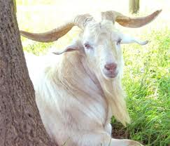 <p>Cashmere&nbsp;</p>