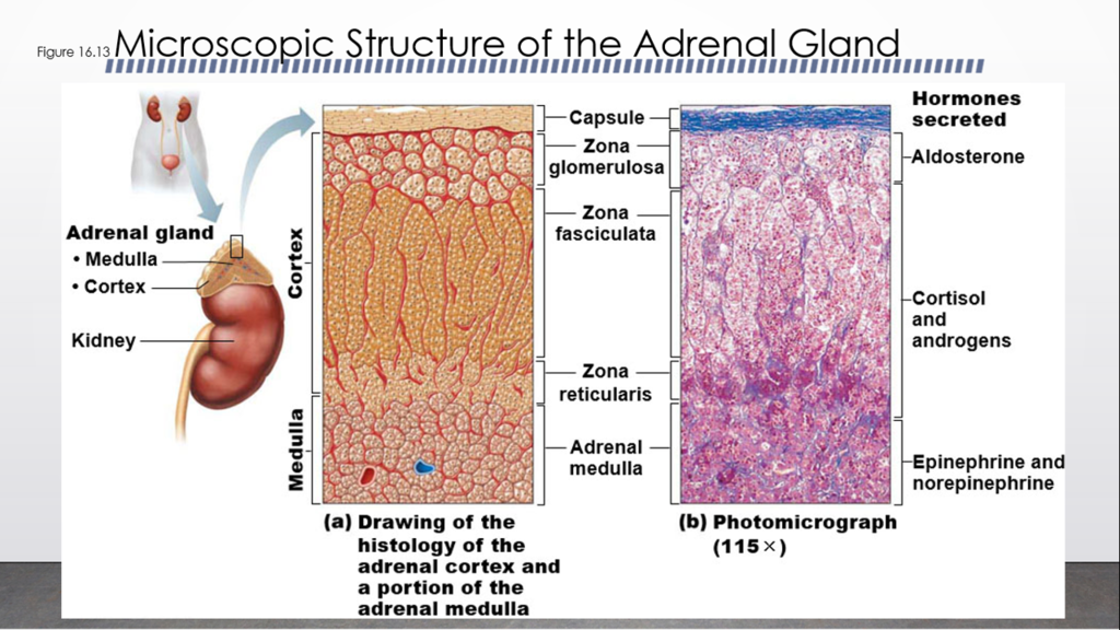 <p>Question 17</p><p>Damage to this structure would dramatically lower cortisol&nbsp;levels in the blood.</p>