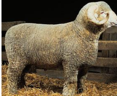 <p>Ramboulliet</p><p></p><p><strong>Origin</strong>:&nbsp;France</p><p><strong>Color</strong>:&nbsp;White</p><p><strong>Horns</strong>:&nbsp;Horned</p><p><strong>Traits</strong>:&nbsp;High quality, fine wool, largest of the fine wool breeds, adapts to severe conditions, extended breeding season</p>