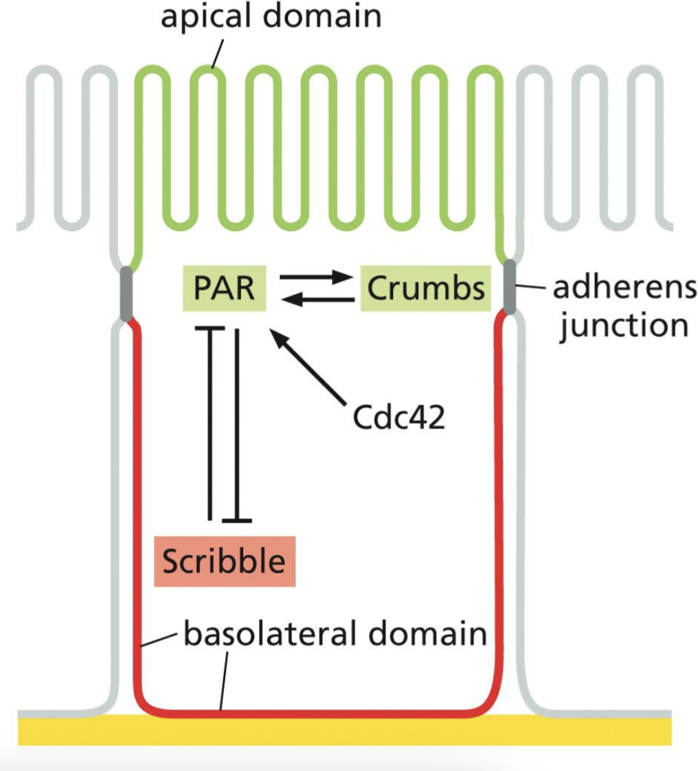 <p>Because adherens junctions is very sticky, forms first</p><p>Adherens junctions provide polarity cues to make that side apical, and to define the other side as basolateral domain. </p><p>Adherens junction activates Crumbs and PAR signal → apical</p><p>Scribble signal activated for basal domain, and the PAR is inhibited on that side. </p>