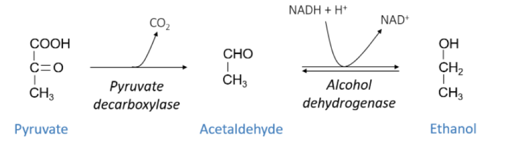 <p>Pyruvate decarboxylated into acealdehyde by pyruvate decarboxylase and alcohol dehydrogenase reduces it to Ethanol</p>