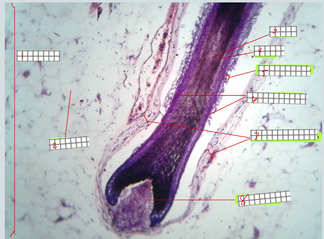 <p>specimen:<br>type of section:<br>label</p>