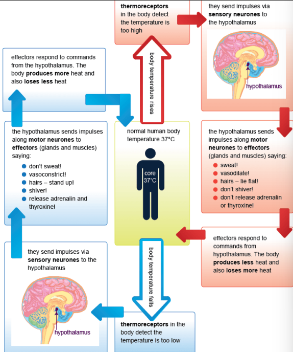 knowt flashcard image