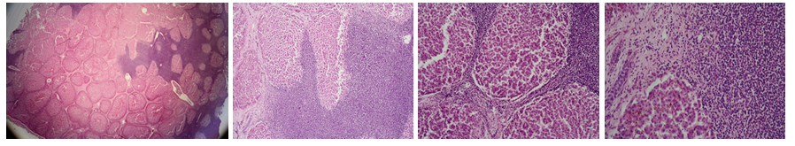 <p>this is?&nbsp;</p><img src="https://knowt-user-attachments.s3.amazonaws.com/c30fa906-ab66-49d9-b8fa-05a8f91cc5b3.png" data-width="100%" data-align="center"><p></p>