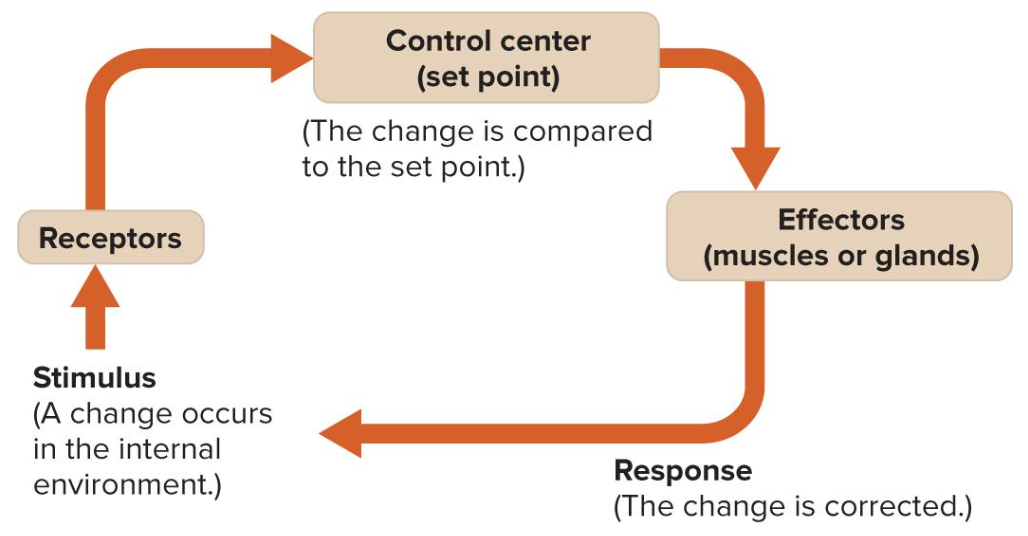<ul><li><p>the body’s maintenance of a stable environment</p></li><li><p>3 parts of negative/positive feedback loops:</p><ul><li><p>receptors detect a change</p></li><li><p>brain (control center) compares the change to the set point</p></li><li><p>effectors respond to correct the change</p></li></ul></li></ul>