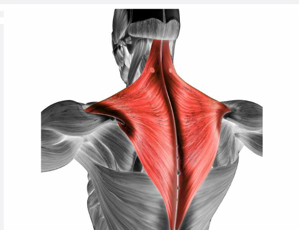 <p>What is the name of this Muscle?</p>