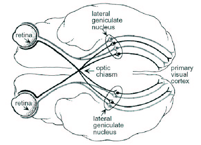<p>Region where most optic tract axons end, found in the thalamus (the relay station between the eye and the visual cortex) </p>