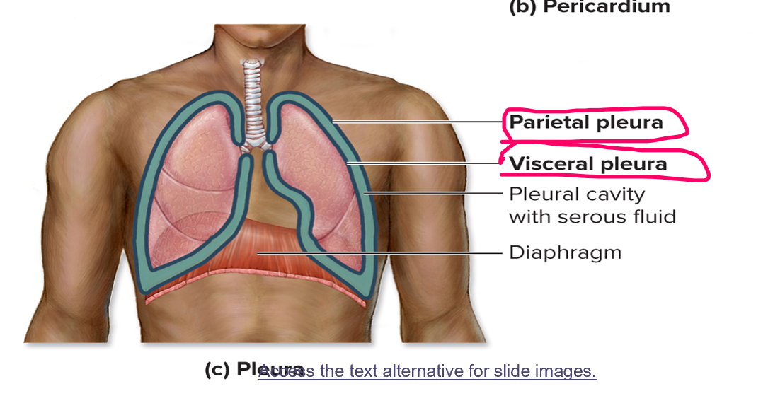 <p><span><strong>Lungs (Pleura)</strong></span></p>
