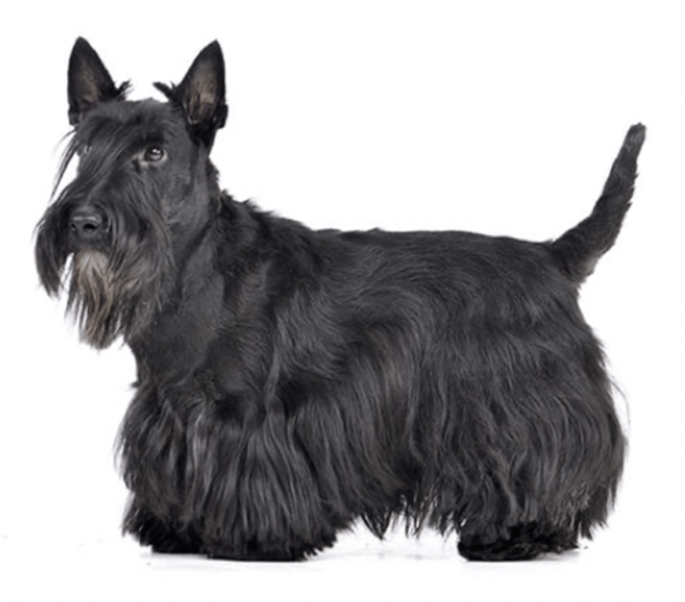 <p>FCI - 3, black</p>