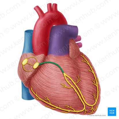 <p>What is another name for the atrioventricular bundle?</p>