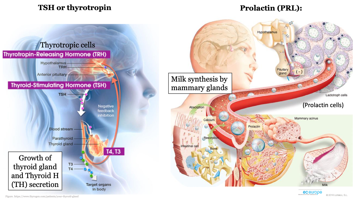 TSH (thyrotropin)